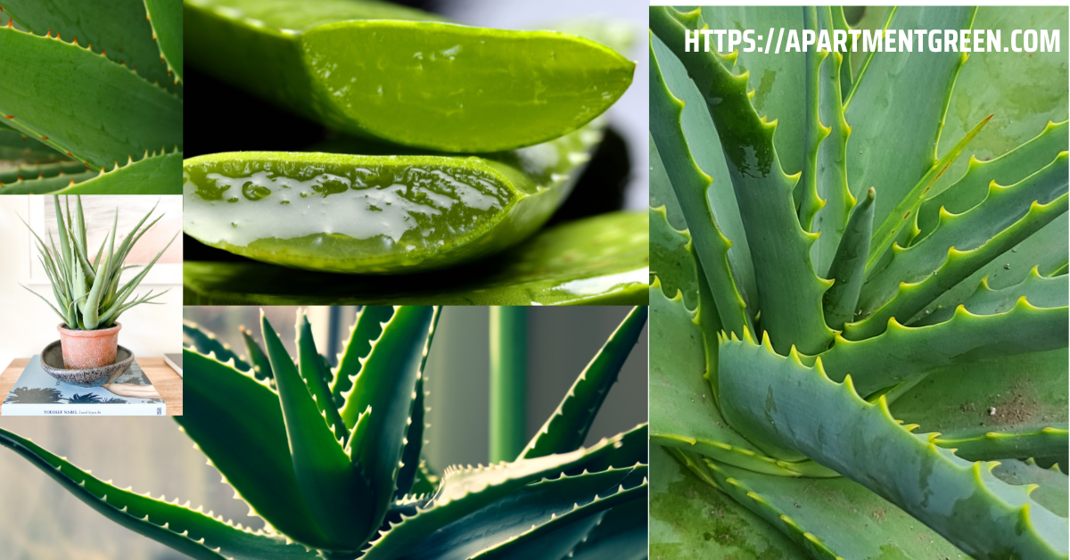 Aloe-vera gel plants