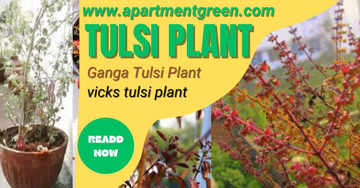 TULSI PLANT