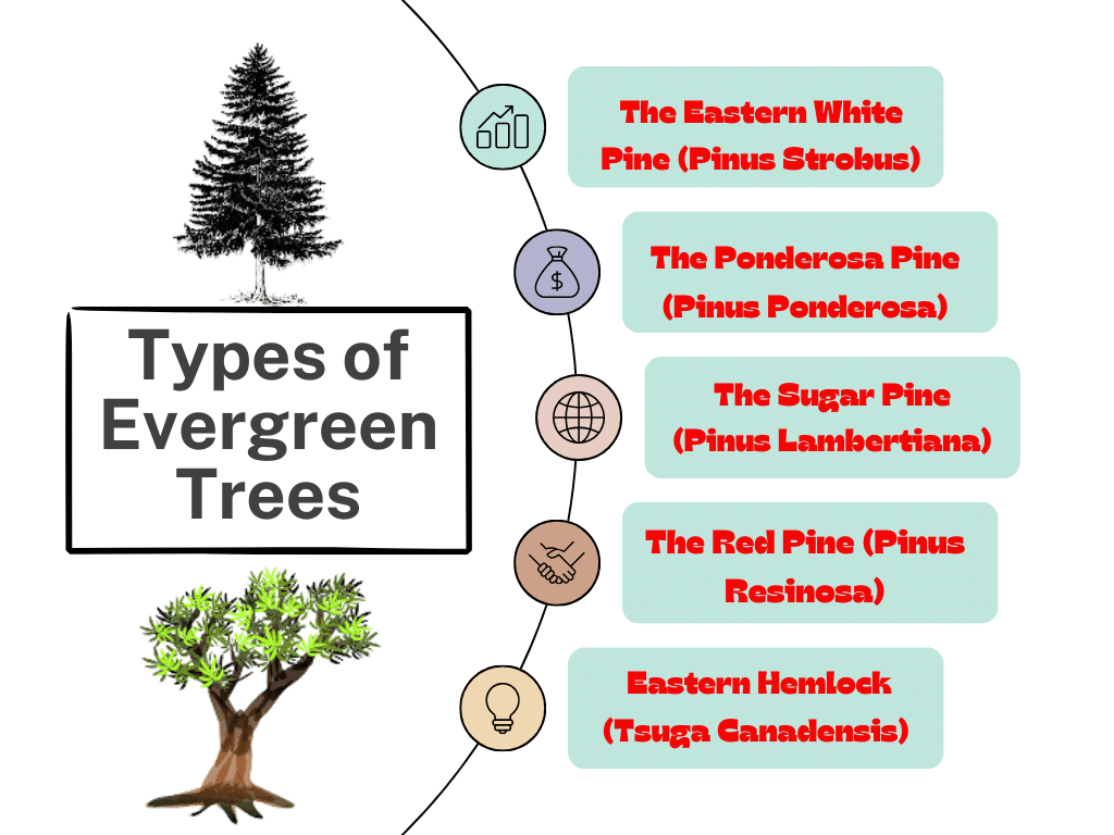 evergreentree